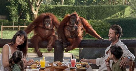 breakfast with orangutan bali reviews